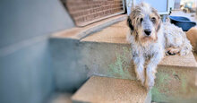 MARIEDDA, Hund, Mischlingshund in Mönchengladbach - Bild 15