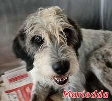 MARIEDDA, Hund, Mischlingshund in Mönchengladbach - Bild 16