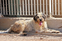 MARIEDDA, Hund, Mischlingshund in Mönchengladbach - Bild 19