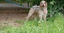 MARIEDDA, Hund, Mischlingshund in Mönchengladbach - Bild 2