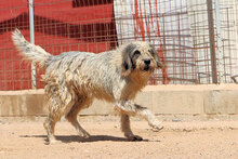 MARIEDDA, Hund, Mischlingshund in Mönchengladbach - Bild 21
