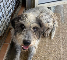 MARIEDDA, Hund, Mischlingshund in Mönchengladbach - Bild 22