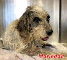 MARIEDDA, Hund, Mischlingshund in Mönchengladbach - Bild 23