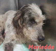 MARIEDDA, Hund, Mischlingshund in Mönchengladbach - Bild 25