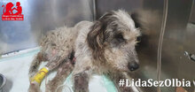 MARIEDDA, Hund, Mischlingshund in Mönchengladbach - Bild 26