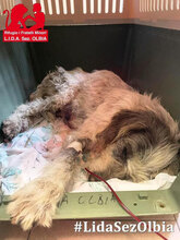 MARIEDDA, Hund, Mischlingshund in Mönchengladbach - Bild 28