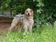 MARIEDDA, Hund, Mischlingshund in Mönchengladbach - Bild 4