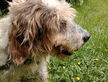 MARIEDDA, Hund, Mischlingshund in Mönchengladbach - Bild 6
