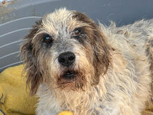 MARIEDDA, Hund, Mischlingshund in Mönchengladbach - Bild 8