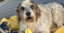 MARIEDDA, Hund, Mischlingshund in Mönchengladbach - Bild 9