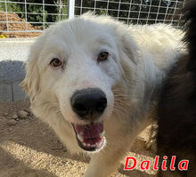 DALILA, Hund, Mischlingshund in Italien - Bild 1