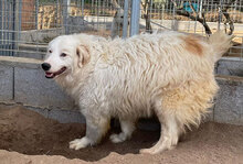 DALILA, Hund, Mischlingshund in Italien - Bild 10