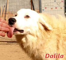 DALILA, Hund, Mischlingshund in Italien - Bild 12