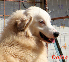 DALILA, Hund, Mischlingshund in Italien - Bild 13