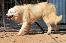 DALILA, Hund, Mischlingshund in Italien - Bild 14