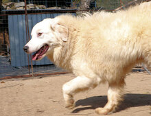 DALILA, Hund, Mischlingshund in Italien - Bild 15