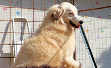 DALILA, Hund, Mischlingshund in Italien - Bild 17