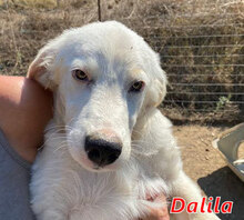 DALILA, Hund, Mischlingshund in Italien - Bild 18