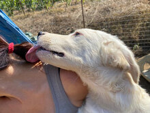 DALILA, Hund, Mischlingshund in Italien - Bild 20