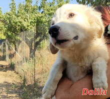 DALILA, Hund, Mischlingshund in Italien - Bild 22