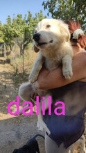 DALILA, Hund, Mischlingshund in Italien - Bild 23