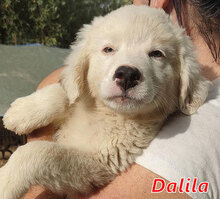 DALILA, Hund, Mischlingshund in Italien - Bild 24