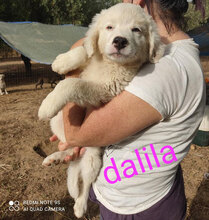 DALILA, Hund, Mischlingshund in Italien - Bild 25