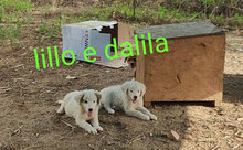 DALILA, Hund, Mischlingshund in Italien - Bild 26