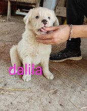 DALILA, Hund, Mischlingshund in Italien - Bild 28