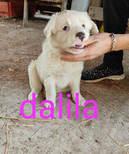 DALILA, Hund, Mischlingshund in Italien - Bild 29