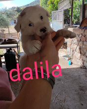 DALILA, Hund, Mischlingshund in Italien - Bild 30