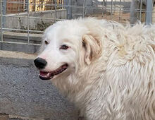 DALILA, Hund, Mischlingshund in Italien - Bild 6