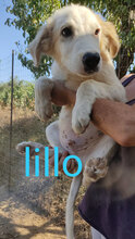 LILLO, Hund, Mischlingshund in Italien - Bild 1