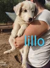 LILLO, Hund, Mischlingshund in Italien - Bild 2