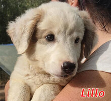 LILLO, Hund, Mischlingshund in Italien - Bild 3