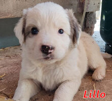 LILLO, Hund, Mischlingshund in Italien - Bild 5
