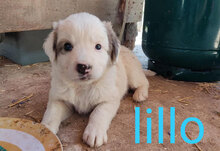 LILLO, Hund, Mischlingshund in Italien - Bild 6