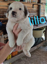 LILLO, Hund, Mischlingshund in Italien - Bild 7