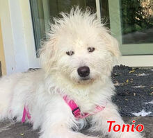 TONIO, Hund, Mischlingshund in Italien - Bild 1