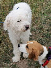 TONIO, Hund, Mischlingshund in Italien - Bild 2