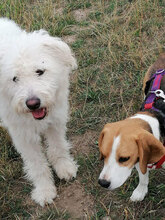 TONIO, Hund, Mischlingshund in Italien - Bild 3
