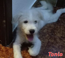 TONIO, Hund, Mischlingshund in Wesel - Bild 11