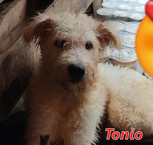 TONIO, Hund, Mischlingshund in Wesel - Bild 9