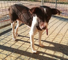 SELVA, Hund, Mischlingshund in Spanien - Bild 11
