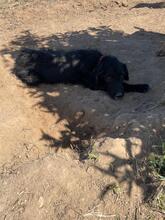 FLOYD, Hund, Mischlingshund in Spanien - Bild 10