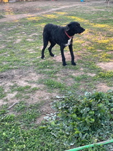 FLOYD, Hund, Mischlingshund in Spanien - Bild 13