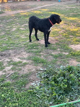 FLOYD, Hund, Mischlingshund in Spanien - Bild 14