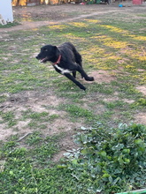 FLOYD, Hund, Mischlingshund in Spanien - Bild 16