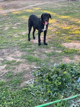 FLOYD, Hund, Mischlingshund in Spanien - Bild 18