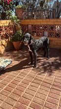 FLOYD, Hund, Mischlingshund in Spanien - Bild 3